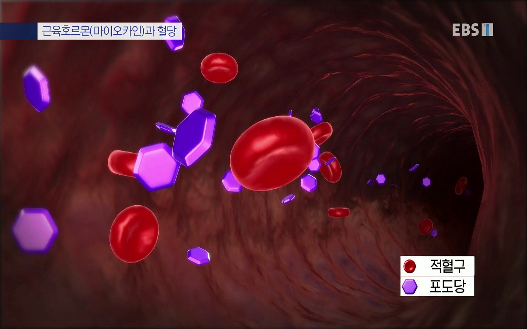 EBS 명의 헬스케어 - TV - 교육의 중심 EBS내 몸을 지배하는 7가지 호르몬 3부, 운동이 밥이다! .mp4_20220711_202510.196.jpg