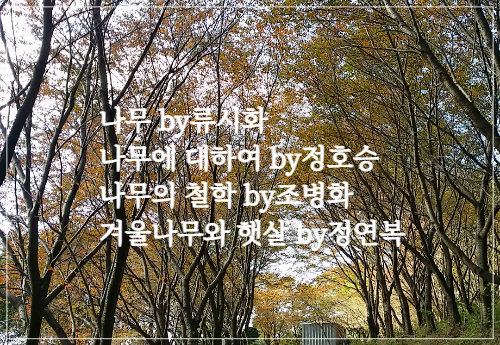  나무에 관한 좋은 시/나무 by류시화/나무에 대하여 by정호승/나무의 철학 by조병화/겨울나무와 햇살 by정연복