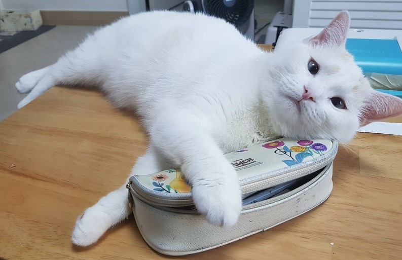  고양이 퍼링, 골골송 소리의 의미는 무엇일까?