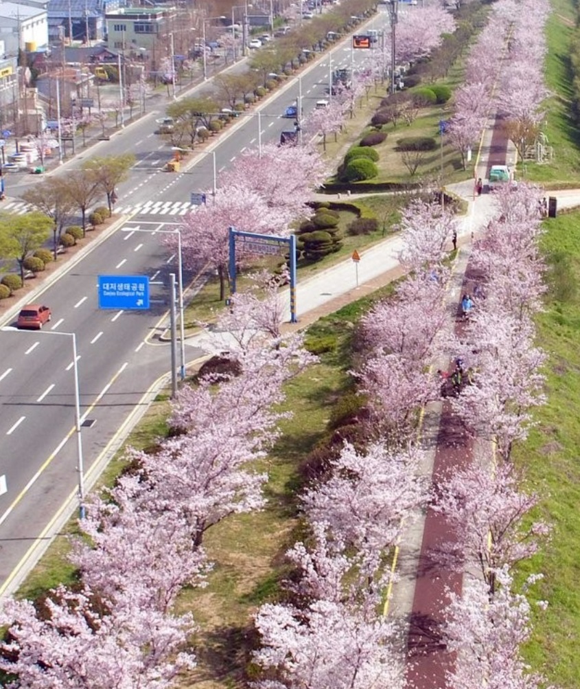 2023년벚꽃개화시기