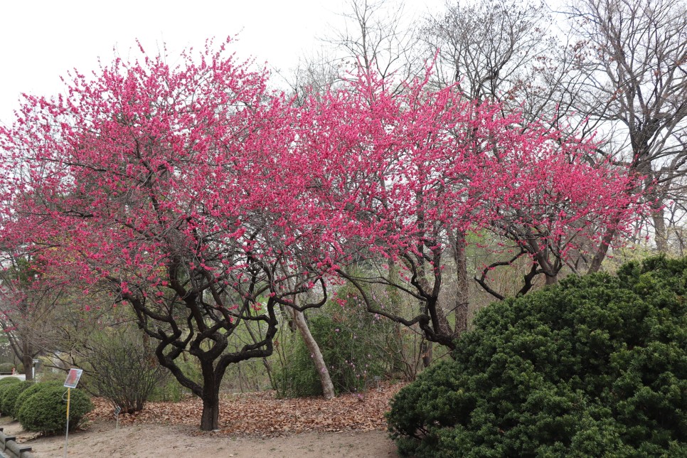 홍릉시험림(홍릉수목원) #페이지 토.일요일서울가볼만한곳 4