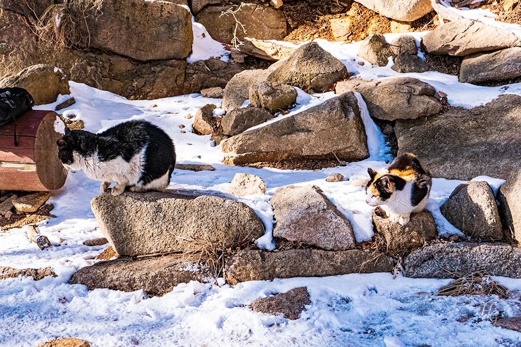 겨울 도봉산 신선대 등산 산 중턱 어딘가에 살고 있는 고양이들
