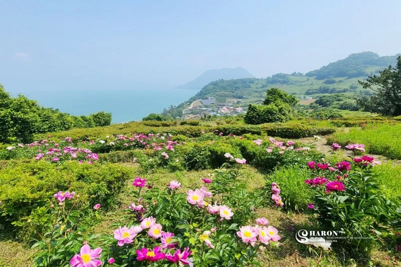 여수 화하도 배편 가는법 즐길거리_7