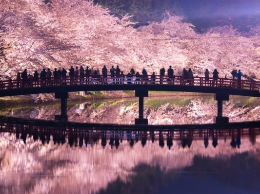 히로사키 다리 벚 꽃사진