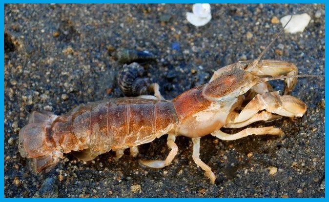 갯가재 요리와 제철, 손질부터 먹는 법까지