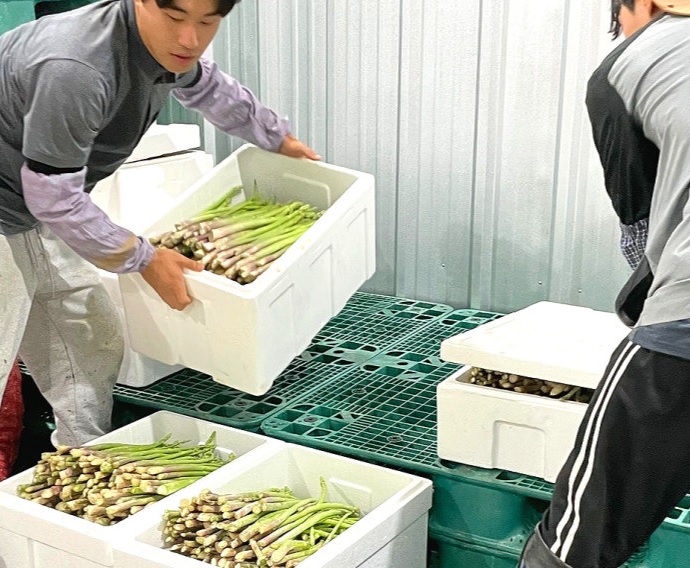 6시내고향 경북김천 아스파라거스 건강딱농장 주문방법 아스파라거스효능및부작용보관방법