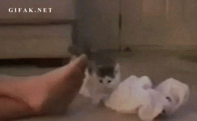 놀라는 고양이