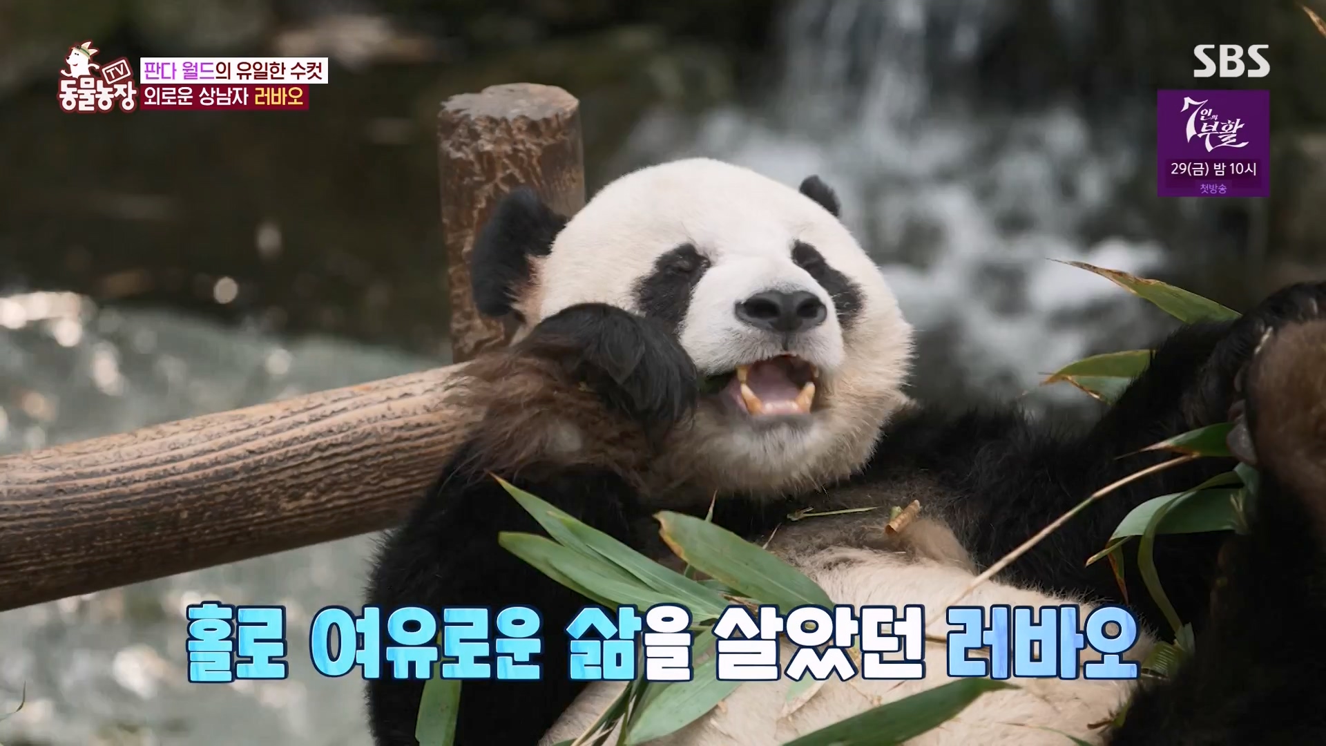 TV 동물농장.E1163.240317p-NEXT.mp4_20240317_171054.870.jpg