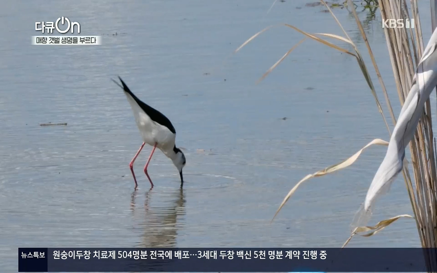 다큐 On.E151.220805p.H264-F1RST.mp4_20220806_193414.606.jpg