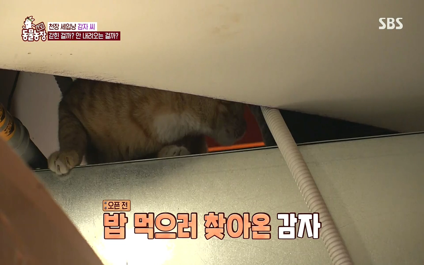 TV 동물농장.E1081.220807p.H264-F1RST.mp4_20220807_213624.119.jpg