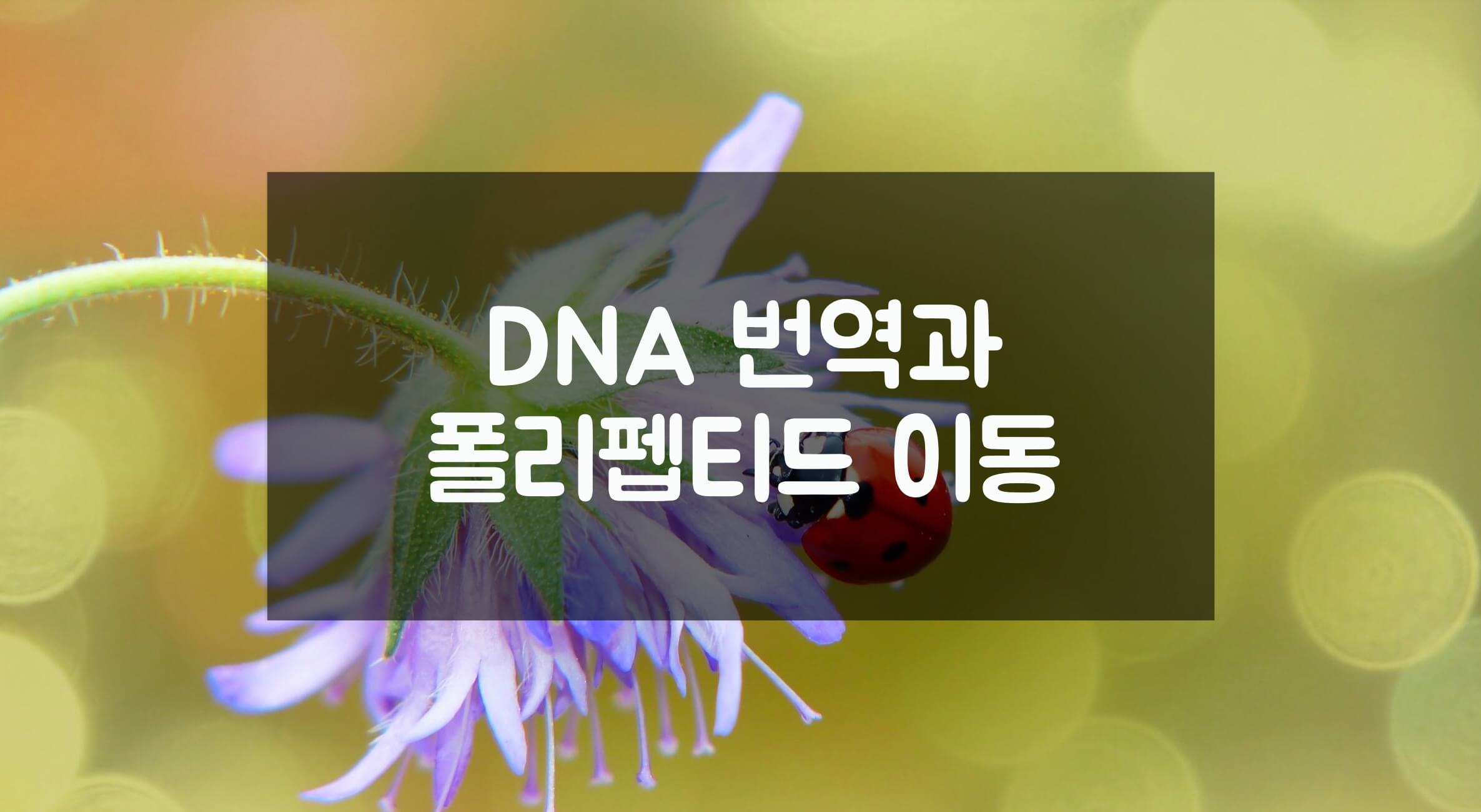 DNA 번역과 폴리펩티드 이동