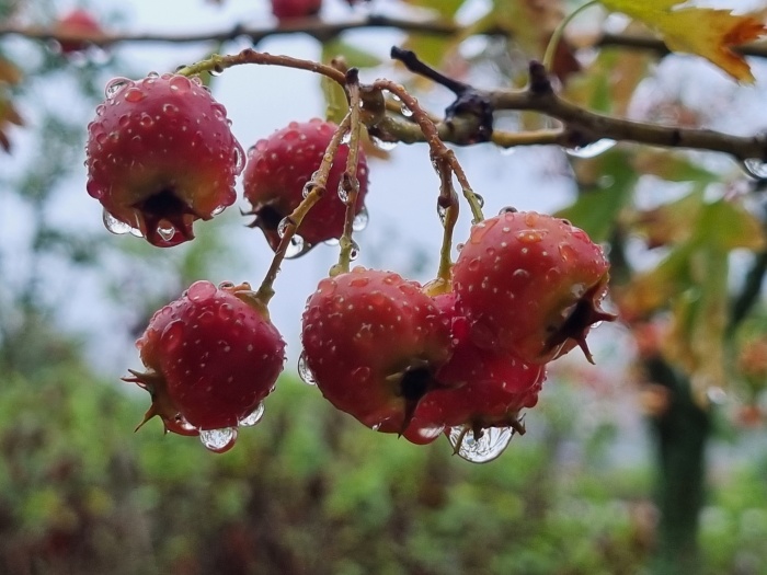 산사나무-열매