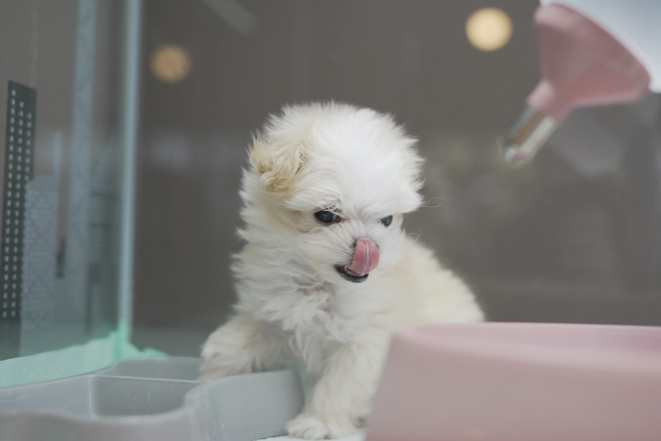놀라운 외모 일산 강아지 분양 셀포메라니안 1
