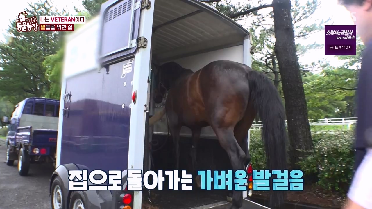 TV 동물농장.E1132.230807p-NEXT.mp4_20230806_164234.037.jpg