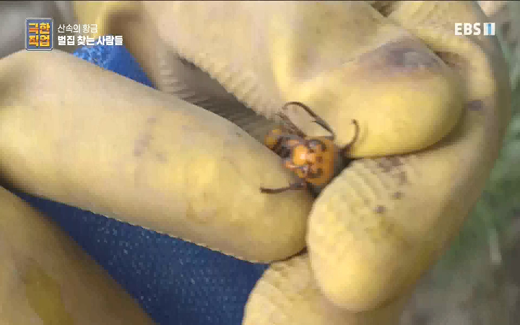 벌집 찾는 사람들.mp4_20221006_212403.850.jpg