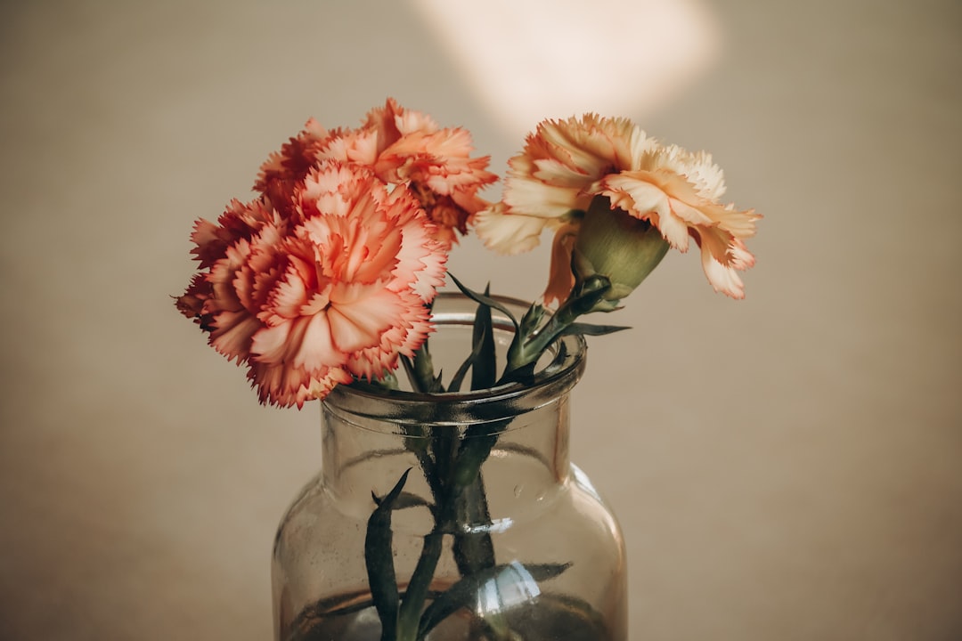 Carnation
