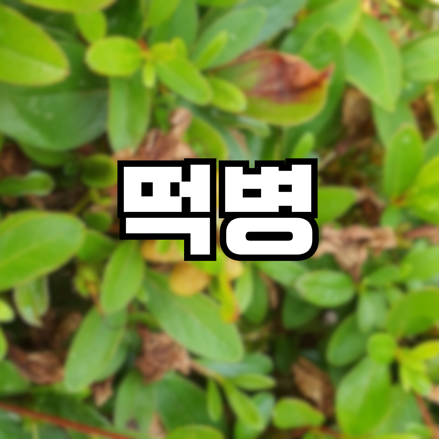 떡병