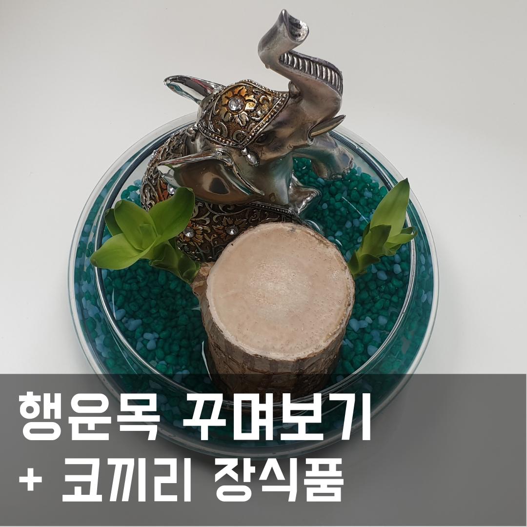  행운목 꾸미기_수경식물 옆에서 앉아 쉬고 있는 코끼리