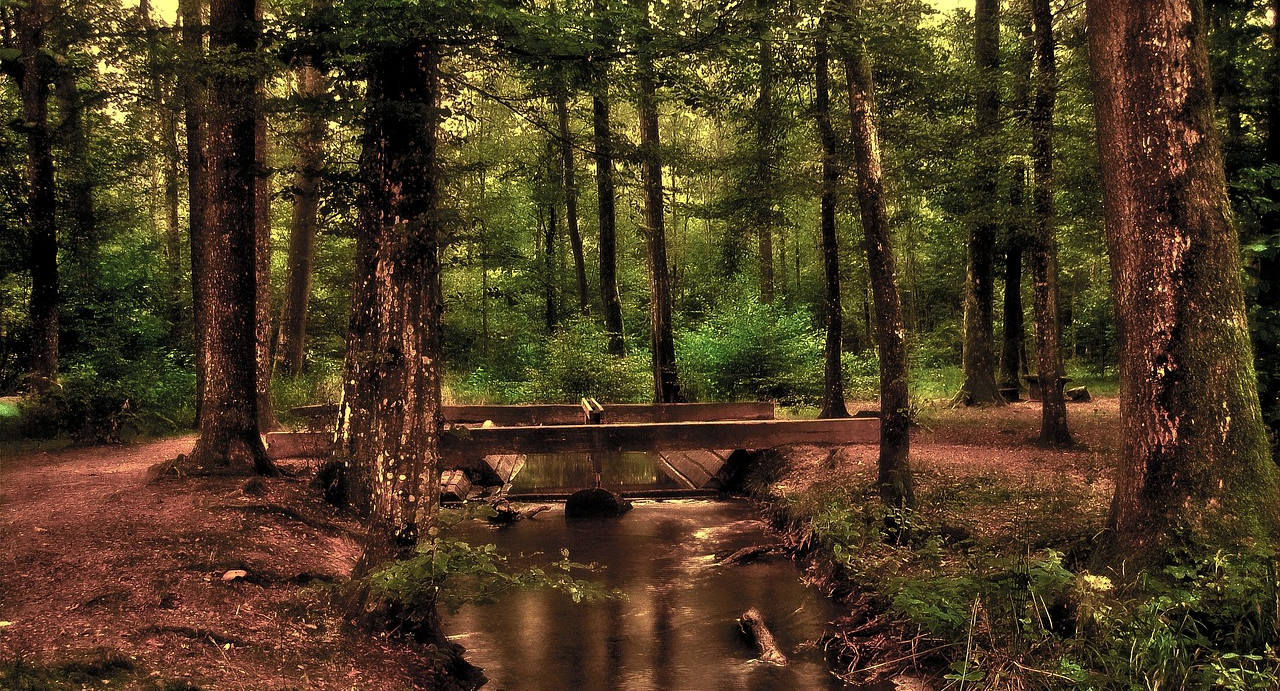 Forest