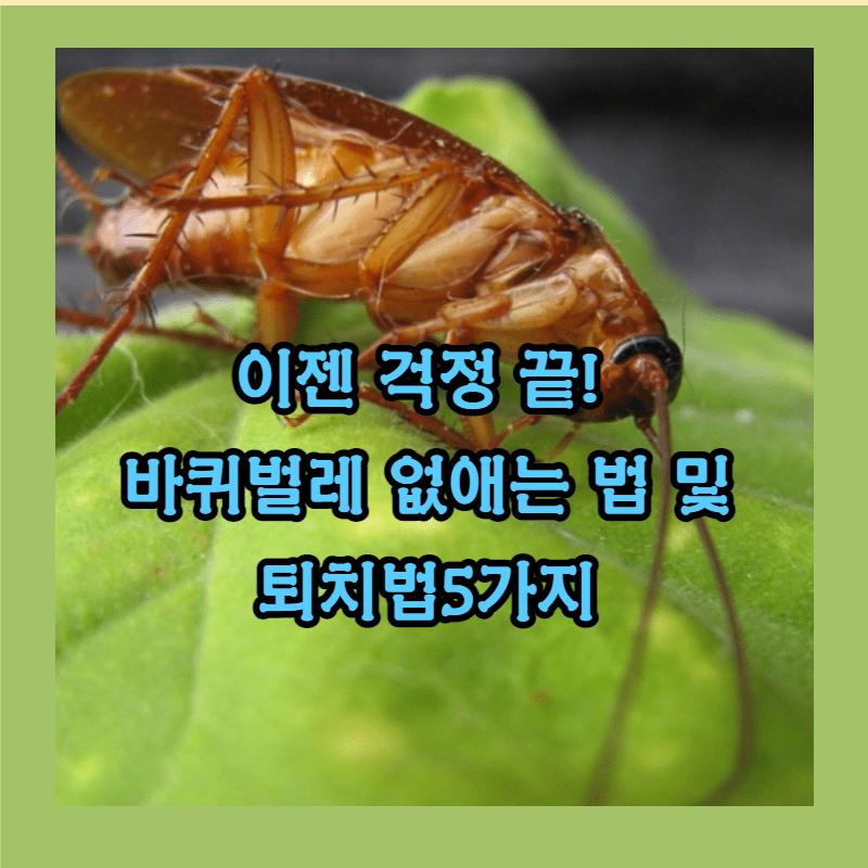 바퀴벌레 종류-수천가지