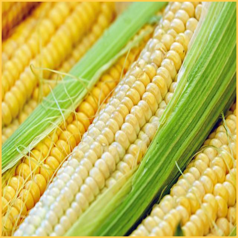 핍박 콘 효과 - 칼로리 다이어트 당뇨병 옥수수찜 저장법 옥수수 수염 차 5