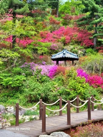 2025 봄꽃페스타 아침고요수목원에서 만나는 봄의 향연 완벽 체험기_2