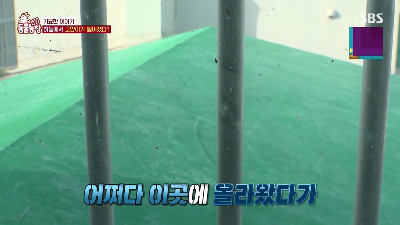 TV 동물농장.E1154.240115p-NEXT.mp4_20240114_184348.016.jpg