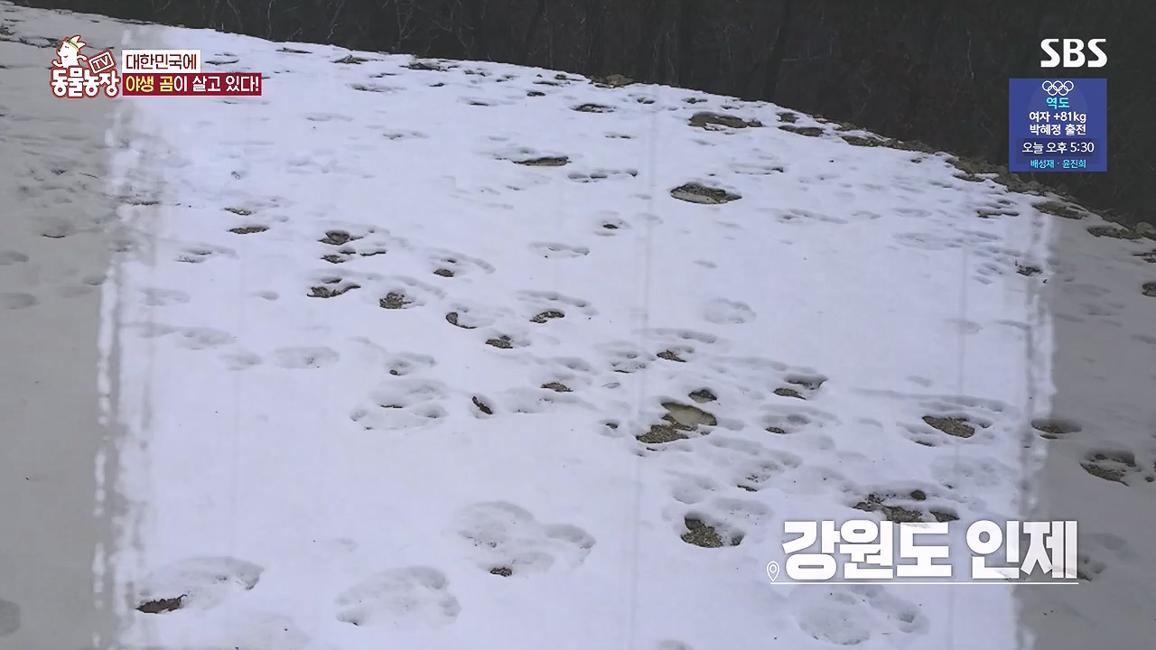 TV 동물농장.E1184.240812p-NEXT.mp4_20240811_172513.809.jpg