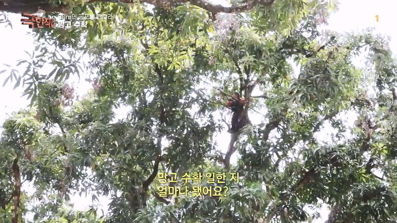 TV - 전 국민의 평생학교 EBS30m의 공포를 견뎌라! 인도네시아 열대과일 수확.mp4_20240103_200551.618.jpg