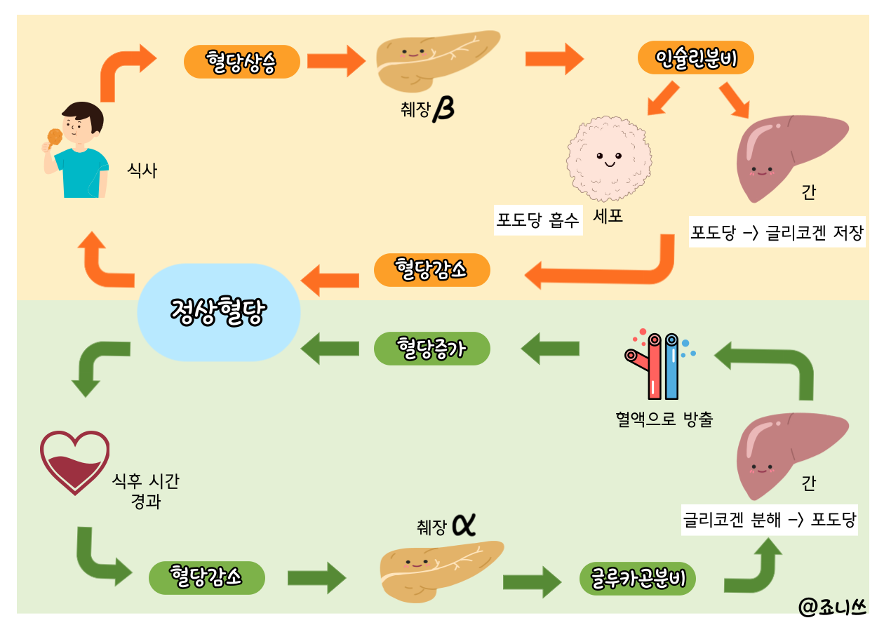 혈당조절 과정