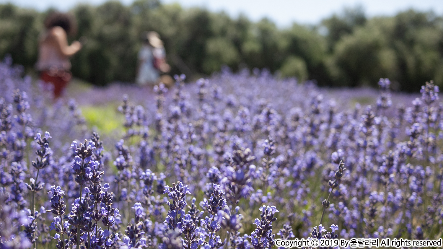 캘리포니아 라벤더 페스티발 lavender festival