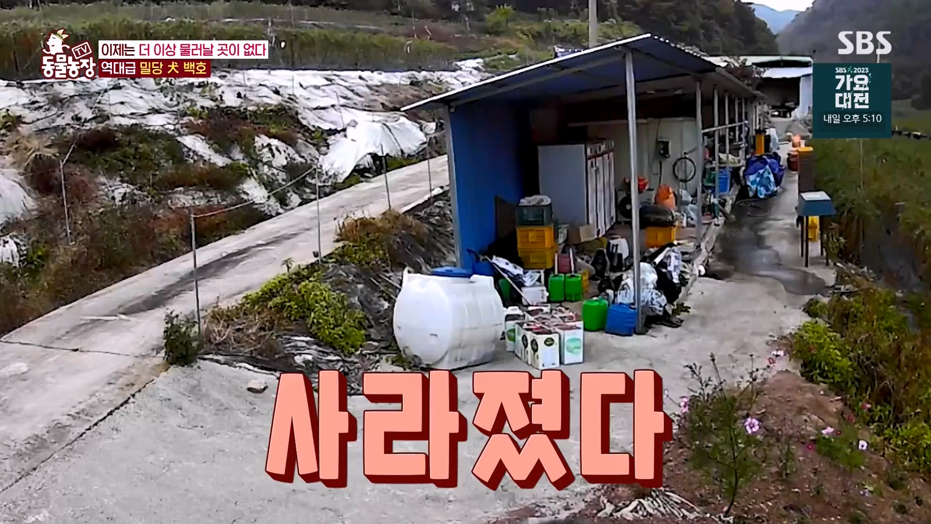 TV 동물농장.E1151.231224p-NEXT.mp4_20231224_154140.340.jpg
