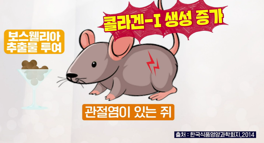 보스웰리아 효능