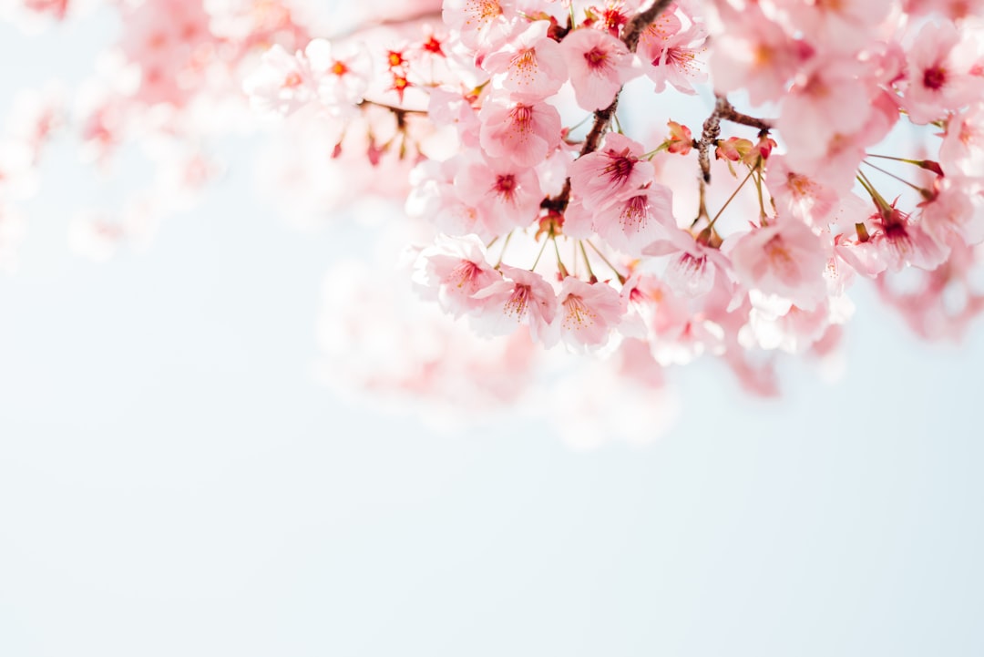 Cherry Blossom