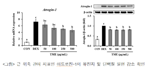 알트태그-고소애 추출물이 근육 위축에 관여하는 아트로진 발현을 36% 감소시키는 것으로 나타났습니다.