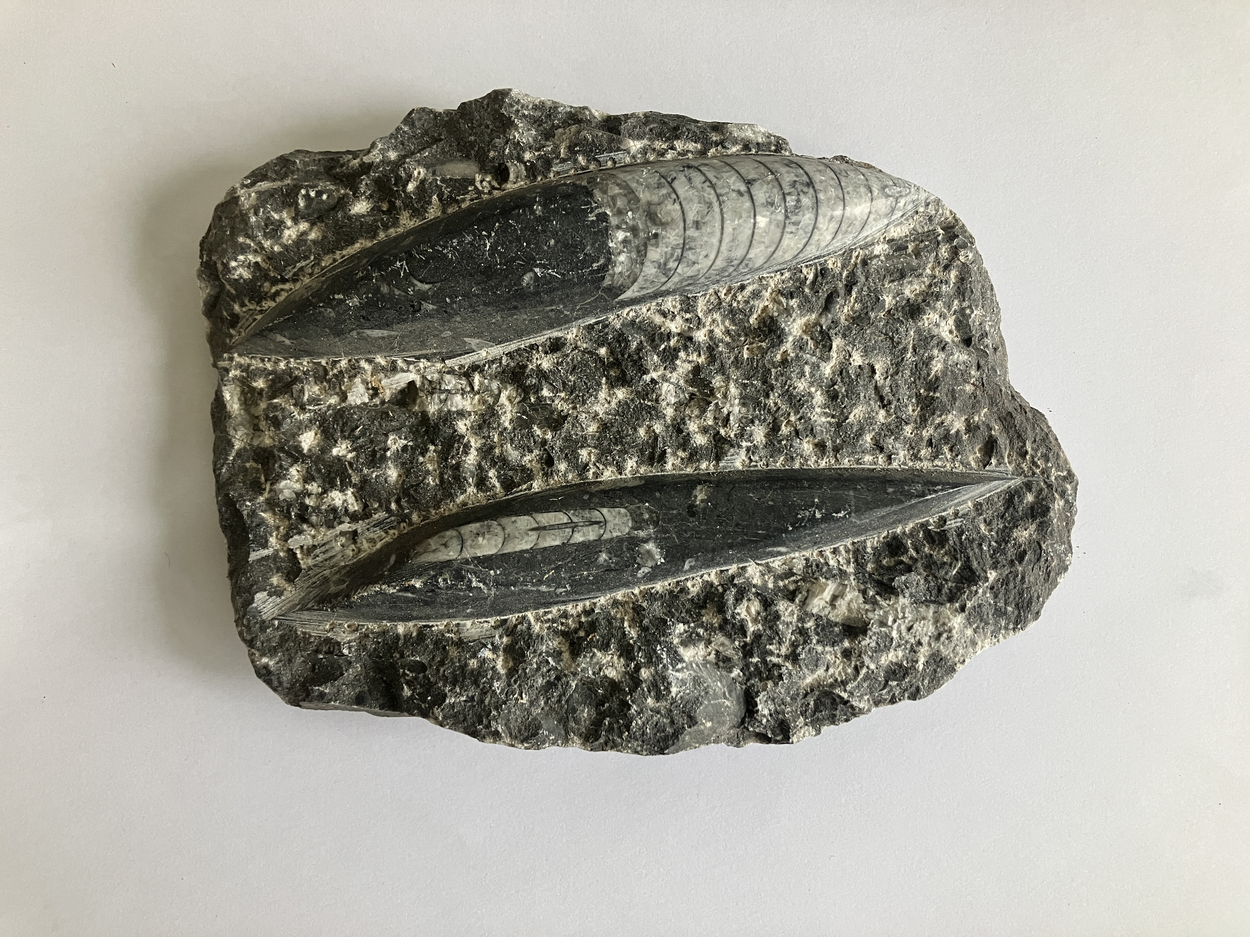 두족류 오소세라스의 화석