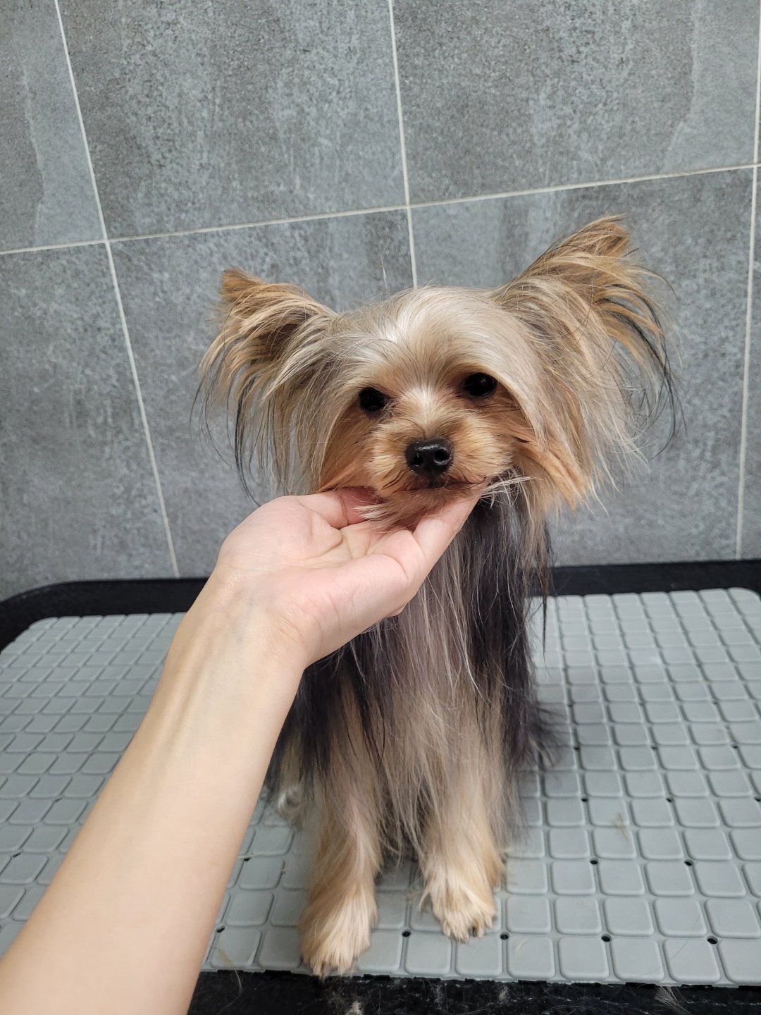 담비살롱 이미지