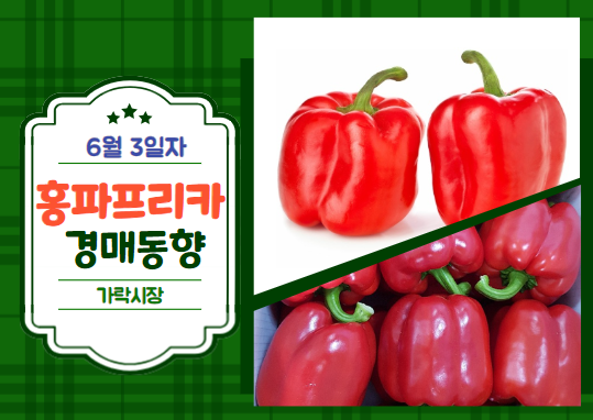  [경매사 일일보고] 6월 3일자 가락시장 홍파프리카 경매동향을 살펴보겠습니다!