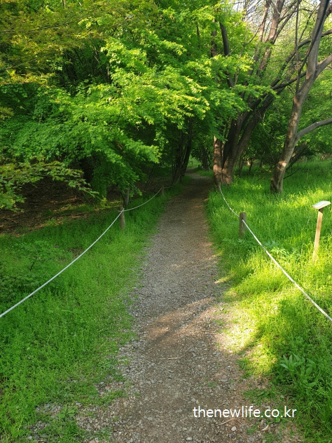 서울 고덕 생태공원의 울창한 자갈 숲길 / Dense gravel forest path in Godeok Ecological Park, Seoul