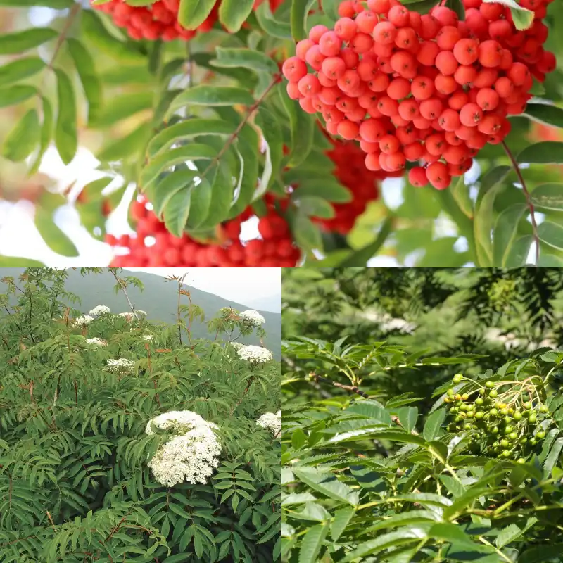 마가목 식물 사진입니다. 상단에는 마가목의 빨간 열매 사진&#44; 하단 왼쪽에는 마가목의 하야 꽃&#44; 하단 오른쪽에는 마가목의 초록 생잎 사진입니다.