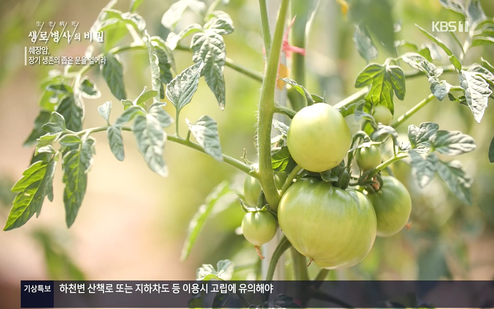 생로병사의 비밀.E823.220622p.H264-F1RST.mp4_20220624_210515.089.jpg