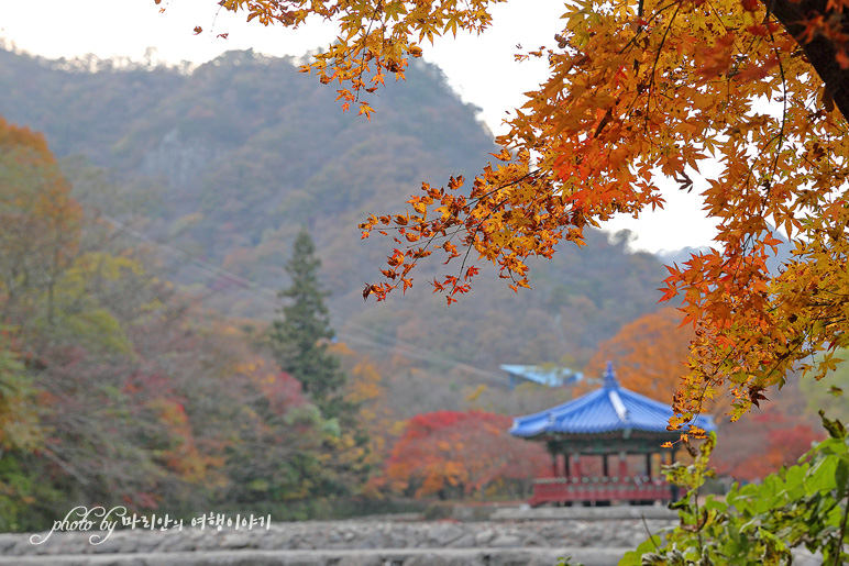 11/5 장산 단풍 절정의 정읍 내장사 11