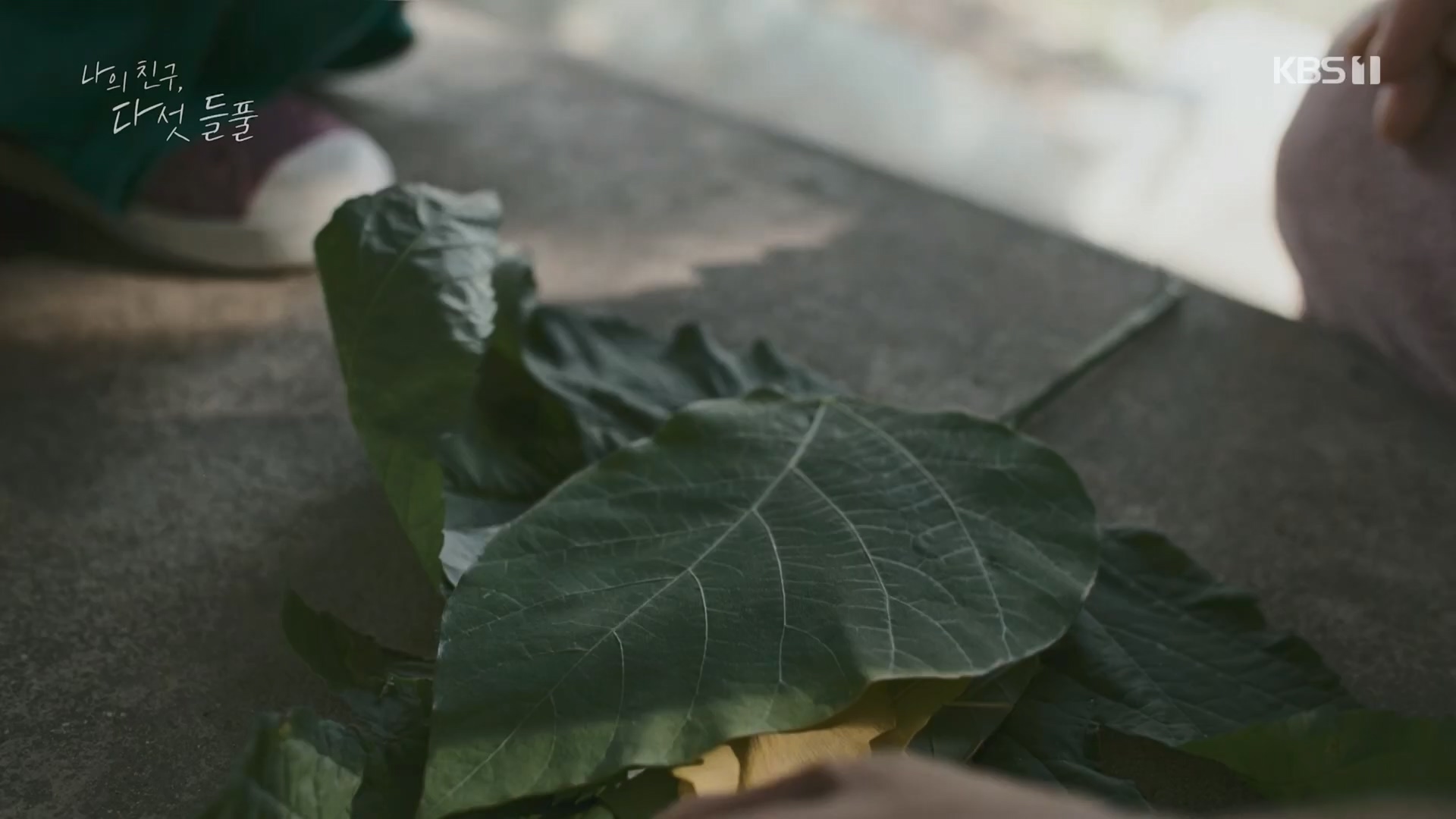 특집 다큐 나의 친구, 다섯 들풀.240119p.H264-F1RST.mp4_20240121_151742.283.jpg