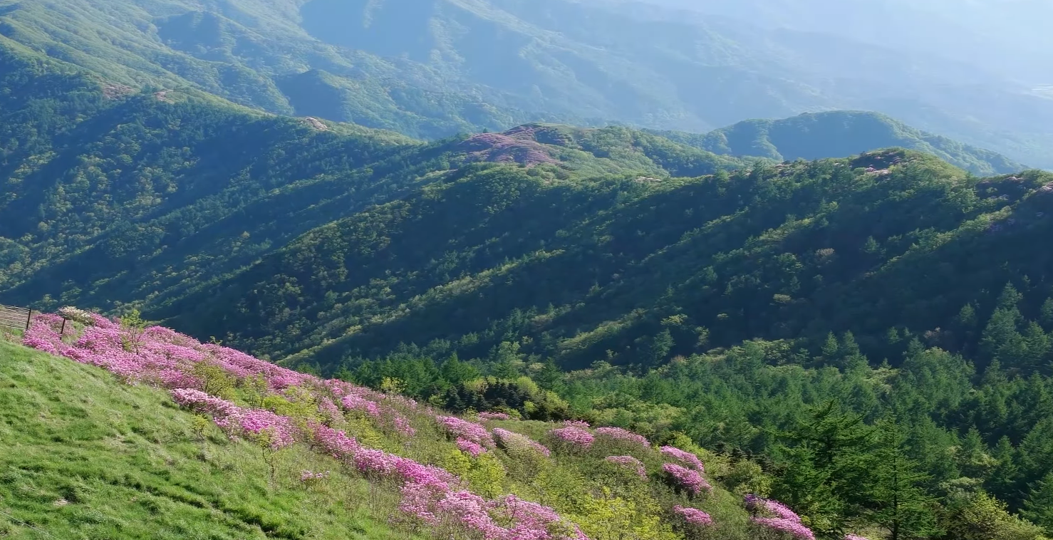2023 지리산 바래봉 철쭉 군락지 여행 (지리산 운봉 바래봉 철쭉 축제)