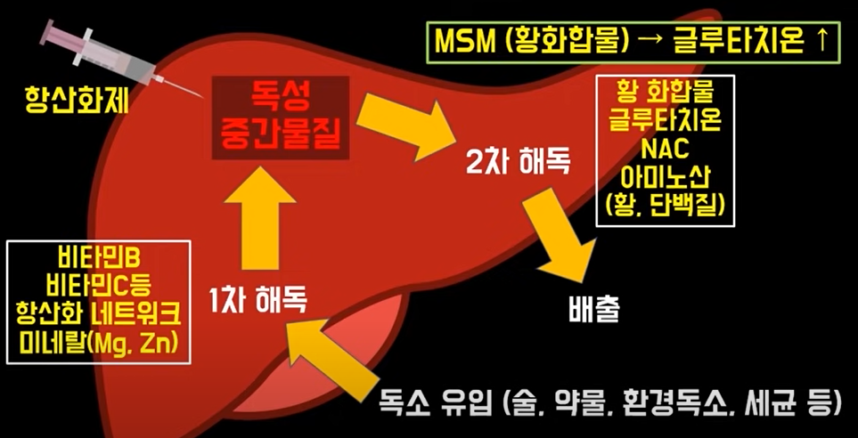 2차 해독에서 황화합물과 글루타치온 설명