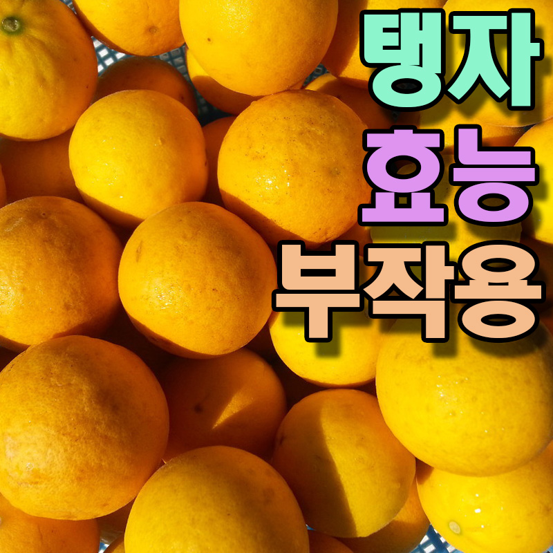  탱자 효능 부작용