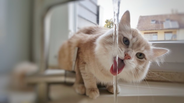  고양이 수돗물 마셔도 되나요?