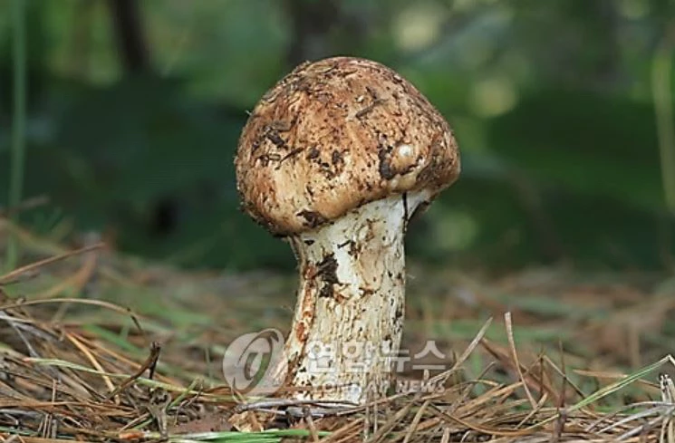 송이버섯