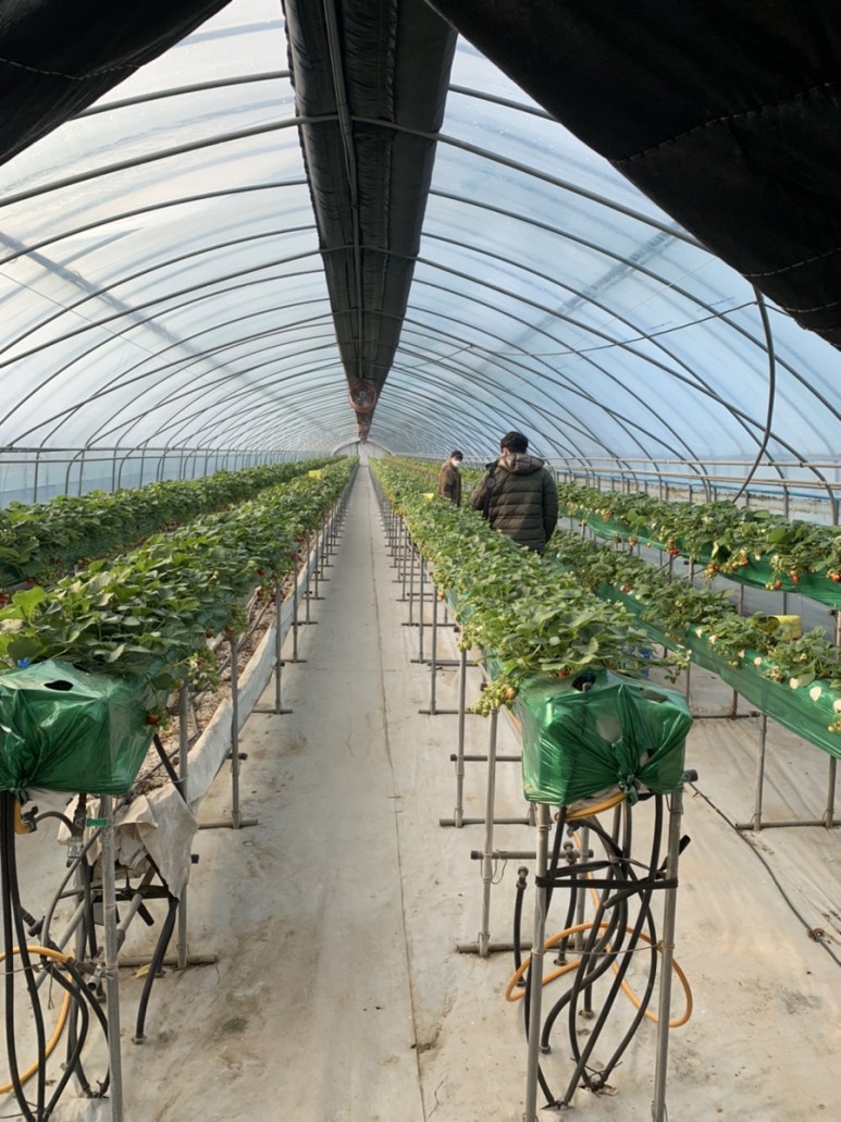 정현딸기농장, 22