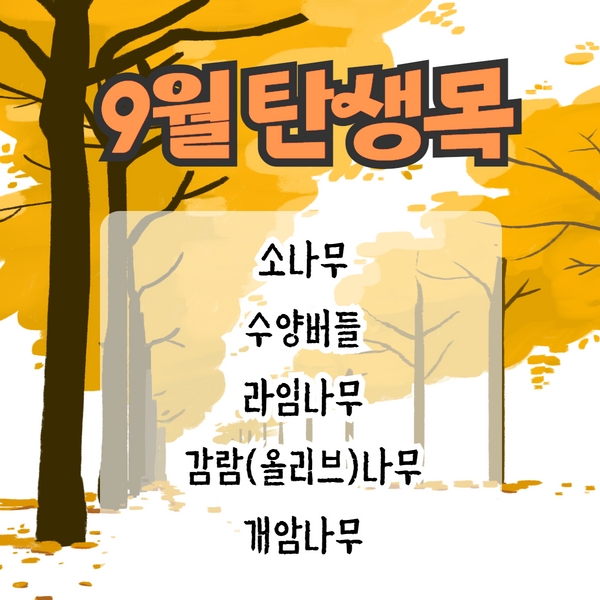 9월 탄생목 이야기 - 소나무, 수양버들, 라임나무, 감람나무, 개암나무